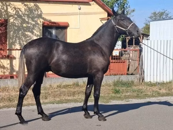 公马, Lipizzaner