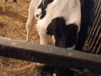 Bull, Russian Black pied cattle — photo 1