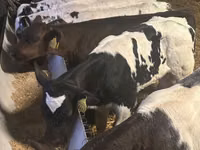 公牛, Simmental cattle — 照片 3