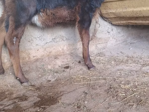 Sheep (batch, sex not specified), Sheep