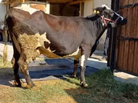 母牛, Holstein breed — 照片 2