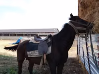 Caballo, Caballos — foto 1