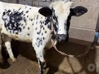 Cow, Russian Black pied cattle — photo 2