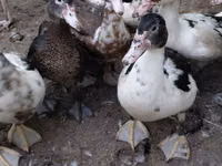 Ducks — Foto 2