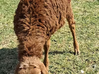 Sheep (batch, sex not specified), Sheep — photo 2