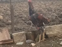 Chickens — الصورة 1