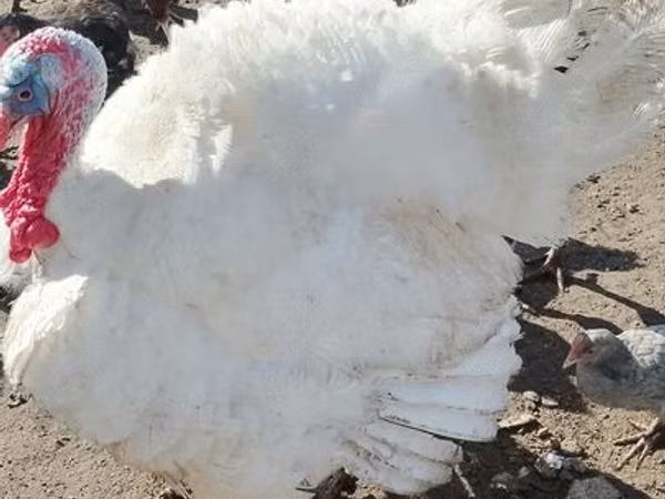 Turkeys
