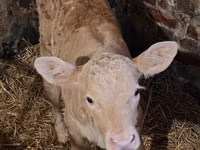 بقرة, Charolais cattle — الصورة 1