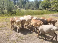 Ram, Afghan Arabi sheep — photo 1