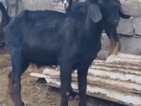 Ямааны ухна, Anatolian Black goats — 3 зураг