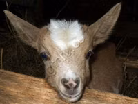 बकरा, Kamori goats — फ़ोटो 2