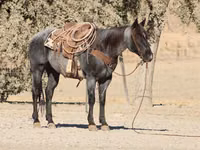 Адуу, Quarter Horse — 4 зураг