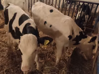 Bulle, Russian Black pied cattle — Foto 1
