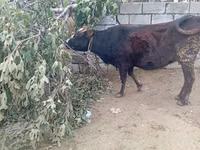 母牛, Cattle — 照片 2