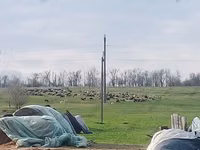 نعجة, Edilbay sheep — الصورة 2