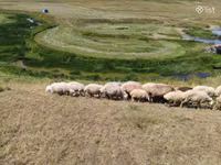 Oveja, Balbas sheep — foto 8