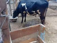 Cow, Holstein breed — photo 1