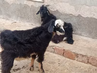 Goats (batch, sex not specified), Goats — photo 3