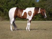 Horse (M), American paint horse — photo 1
