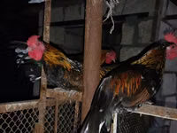 Chickens — Foto 1