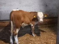ثور, Simmental cattle — الصورة 1