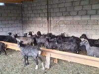 Sheep, Sheep — photo 2