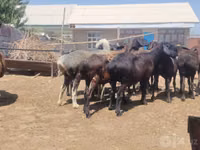 Ovejas (lote, sexo no especificado), Ovejas — foto 2
