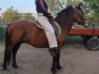 Caballo, Caballos — foto 5