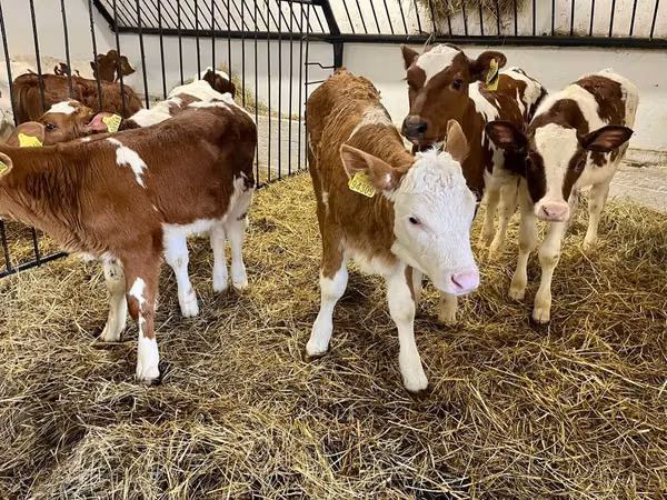 Cow, Simmental cattle