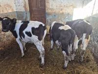 ثور, Russian Black pied cattle — الصورة 3