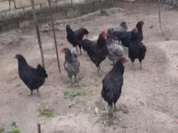Australian Pit Game fowl — photo 5