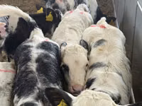 मवेशी (लॉट, लिंग निर्दिष्ट नहीं), Simmental cattle — फ़ोटो 6