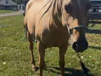घोड़ी, Quarter Horse — फ़ोटो 3