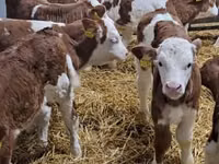 أبقار (دفعة، الجنس غير محدد), Simmental cattle — الصورة 3