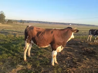 Cow, Simmental cattle — photo 1