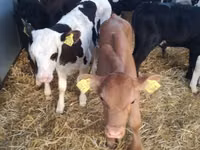 Rinder (Partie, Geschlecht nicht angegeben), Simmental cattle — Foto 7