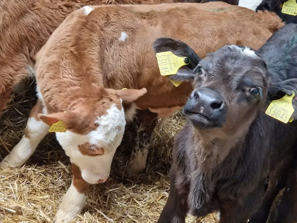 Cattle (batch, sex not specified), Hereford