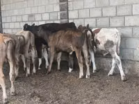 सांड, एबरडीन - एंगस — फ़ोटो 8