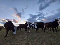 Bovinos (lote, sexo no especificado), Simmental cattle — foto 6