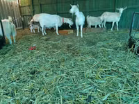 Goat, Pomellata goat — photo 6