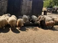 公羊, Racka sheep — 照片 7