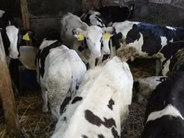 公牛, Russian Black pied cattle