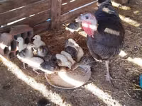 Turkeys — फ़ोटो 4