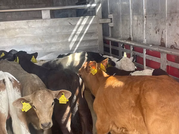 Bull, Cattle