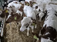 ثور, Simmental cattle — الصورة 2