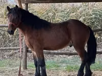 Mare, Horses — photo 3
