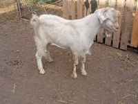 Billy Goat, Saanen goat — photo 2