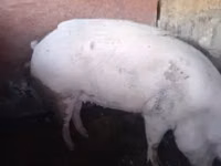 Eber, Schweine — Foto 3