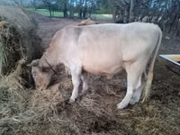 公牛, Charolais cattle — 照片 2