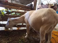 عنزة, Saanen goat — الصورة 1